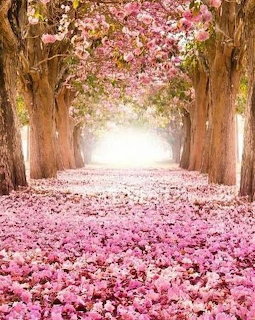 Path covered in pink cherry blossom petals under a canopy of bloming trees forming a tunnel