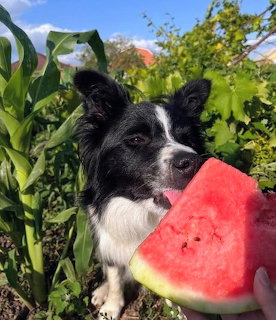 Border Collie Tasting Watermelon