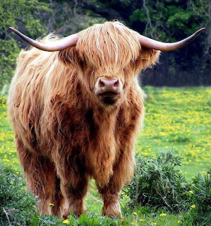 Highland Cow in Meadow