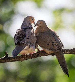 Two mourning doves perched close together on a branch with a blurred green background