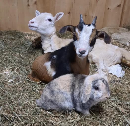 Goats and Rabbit