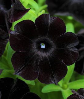 Dark black petunia flower with small blue center on green background