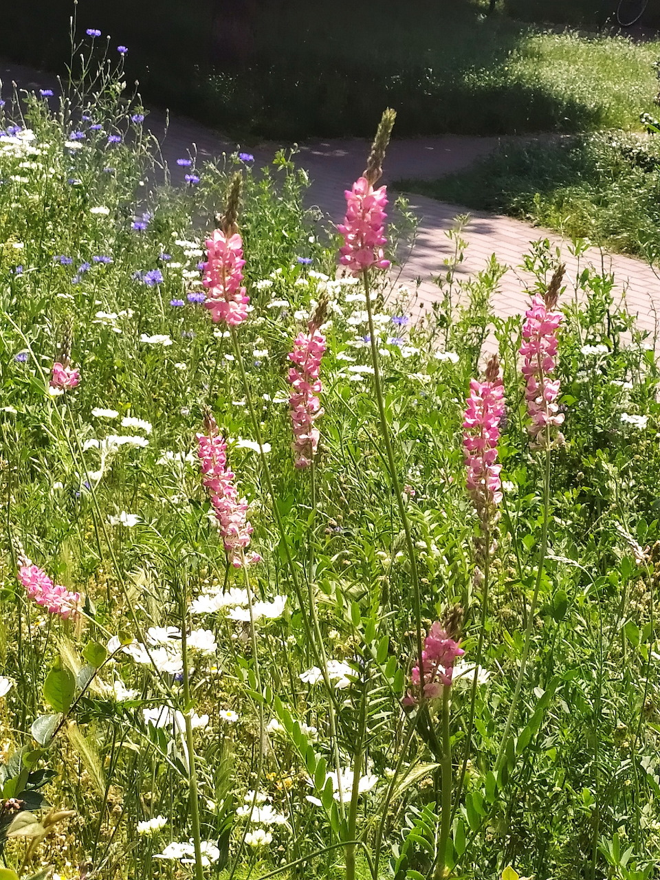 Colorful wildflower meadow with mixed blooms in Wilanów, Warsaw