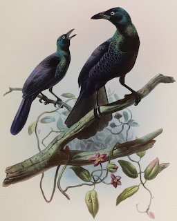 Vintage illustration of two collared manucode birds on a flowering branch