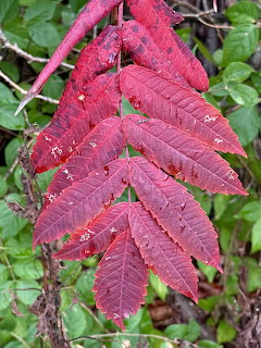 Close-up of a branch with bright red sumac leaves showing serated edges against green foliage