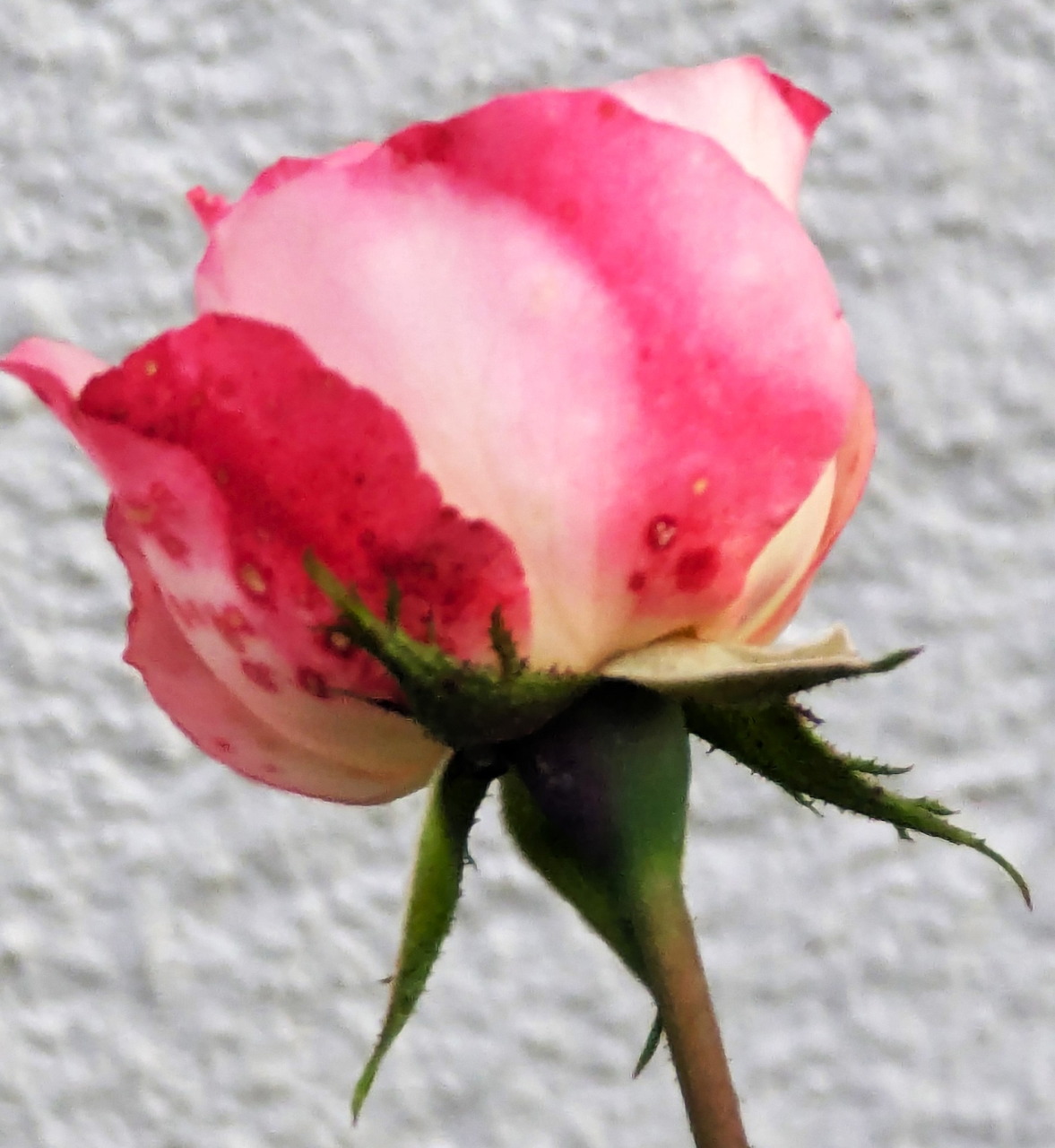 Rose, rot weiß