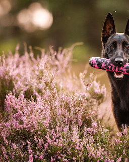 Belgian Malinois dog with rope toy in pink heather field