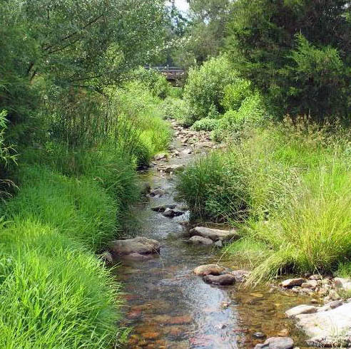 Small stream flowing through green forest vegetation with rocks and grass along banks