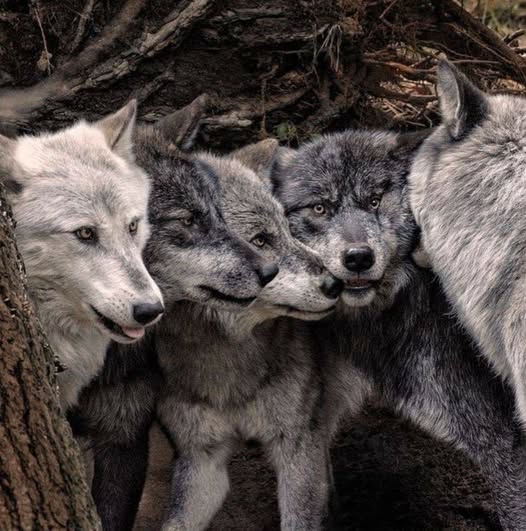 Several gray wolves huddled closely together beside a tree trunk