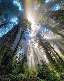 Upward view of tall redwood trees with sunlight rays shining through a misty forest canopy