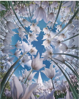 White tulips seen from below forming a circular frame against a blue sky with clouds