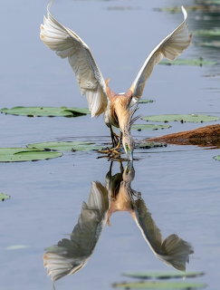 Squacco heron with outstretched wings landing on still water with a clear reflection and lily pads