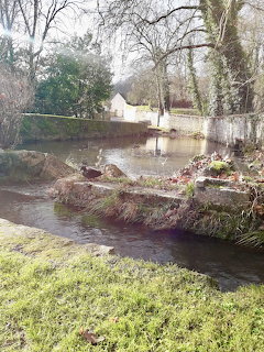 Flooded garden stream with bare trees and white building behind overflowing water