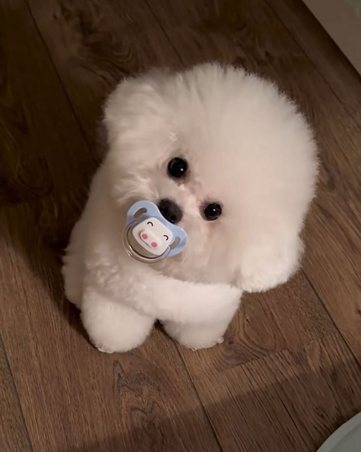 Bichon Frise Puppy Pacifier