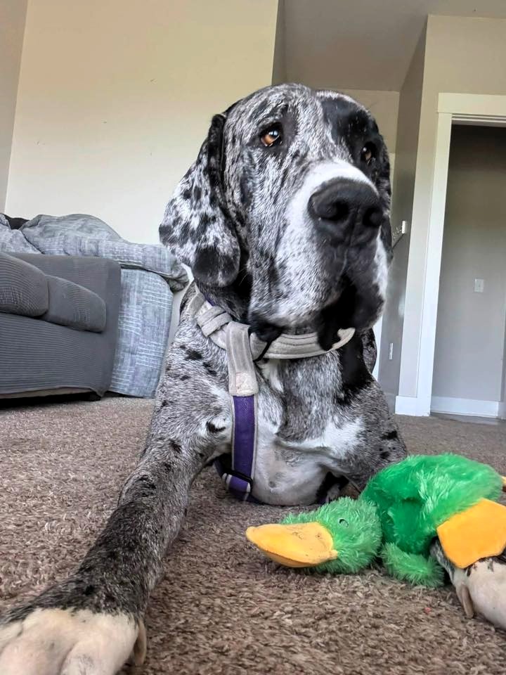 Merle Great Dane lying on carpet next to a green plush toy indoors