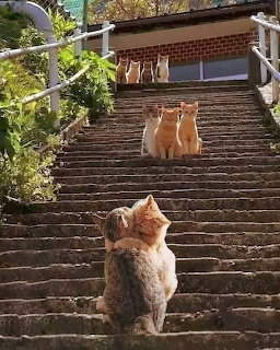 Four cats resting on an outdoor staircase with a house and plants in the background