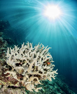 White coral reef underwater with sun rays in clear blue ocean