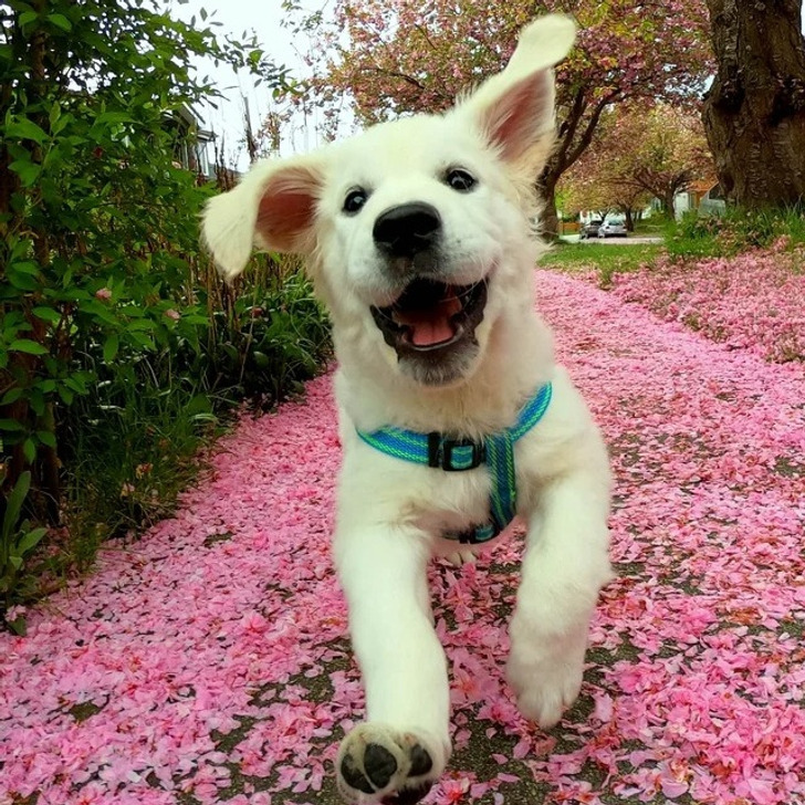 White dog running happily on pink petal path outdoors