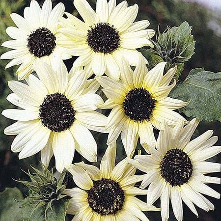 Several white sunflowers with dark centers and green foliage
