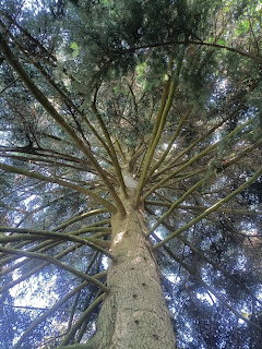Looking up at a pine tree trunk with spreading branches against blue sky
