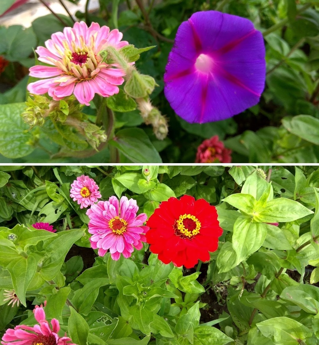 Pink zinnias, purple morning glory, and red flowers blooming in a lush garden with green leaves