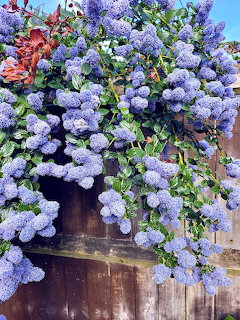 Ceanothus Flower Shrub