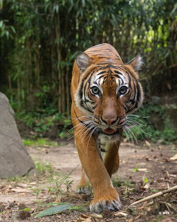 Walking Bengal Tiger