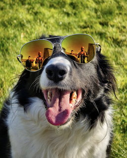 Border Collie dog wearing mirrored aviator sunglasses with mouth open on green grass