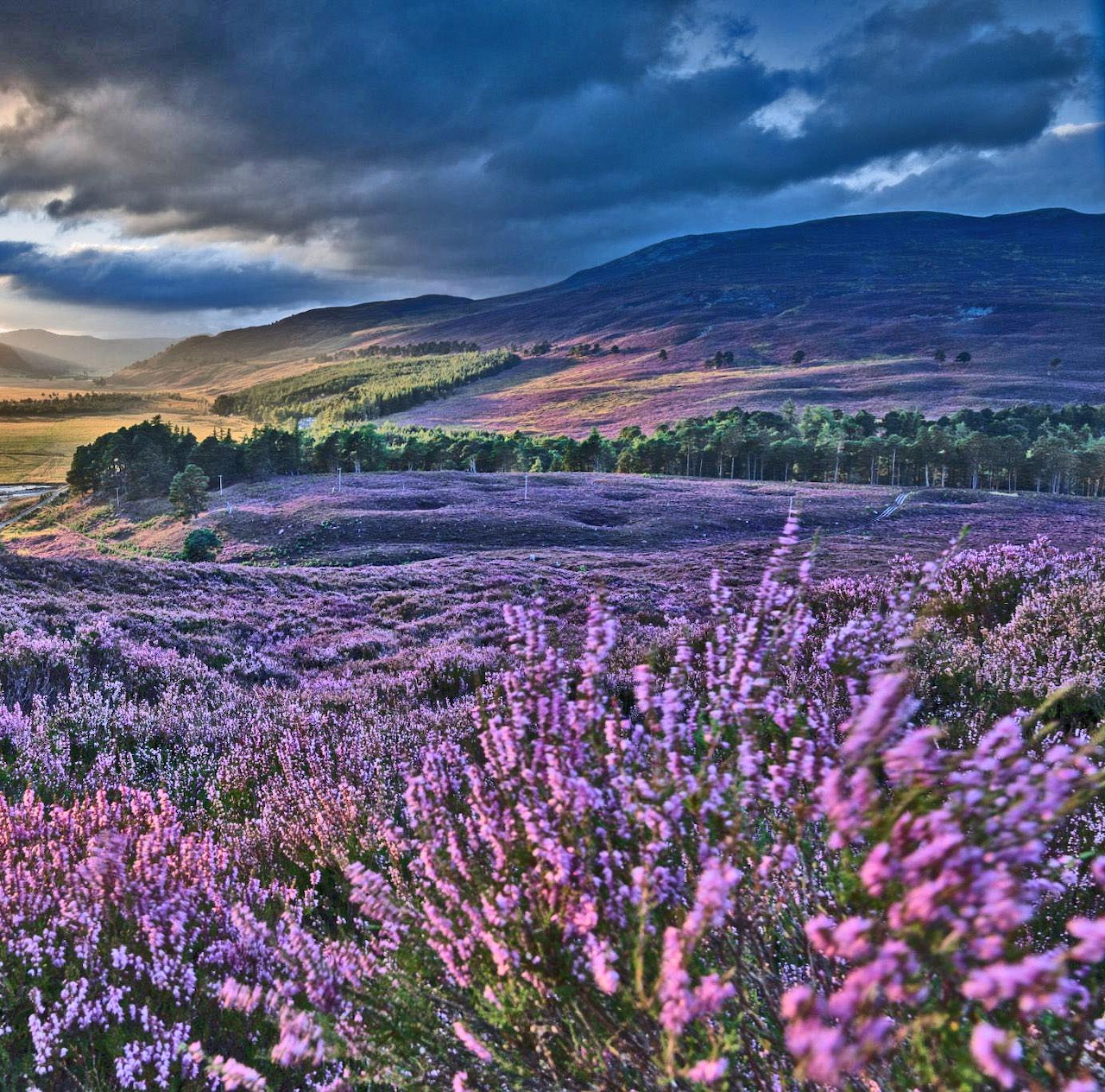 Rolling hillside blanketed in purple heather flowers with mountains and stormy sky