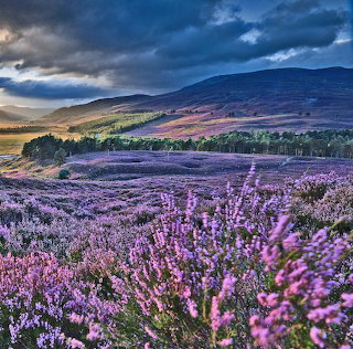 Purple Heather Mountain Landscape