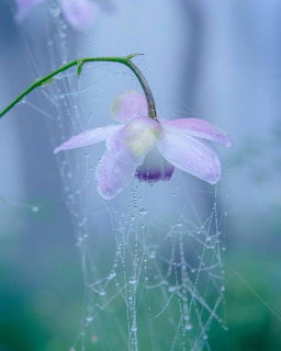 Pink flower droping among dew-laden spider web strands in a misty blue setting