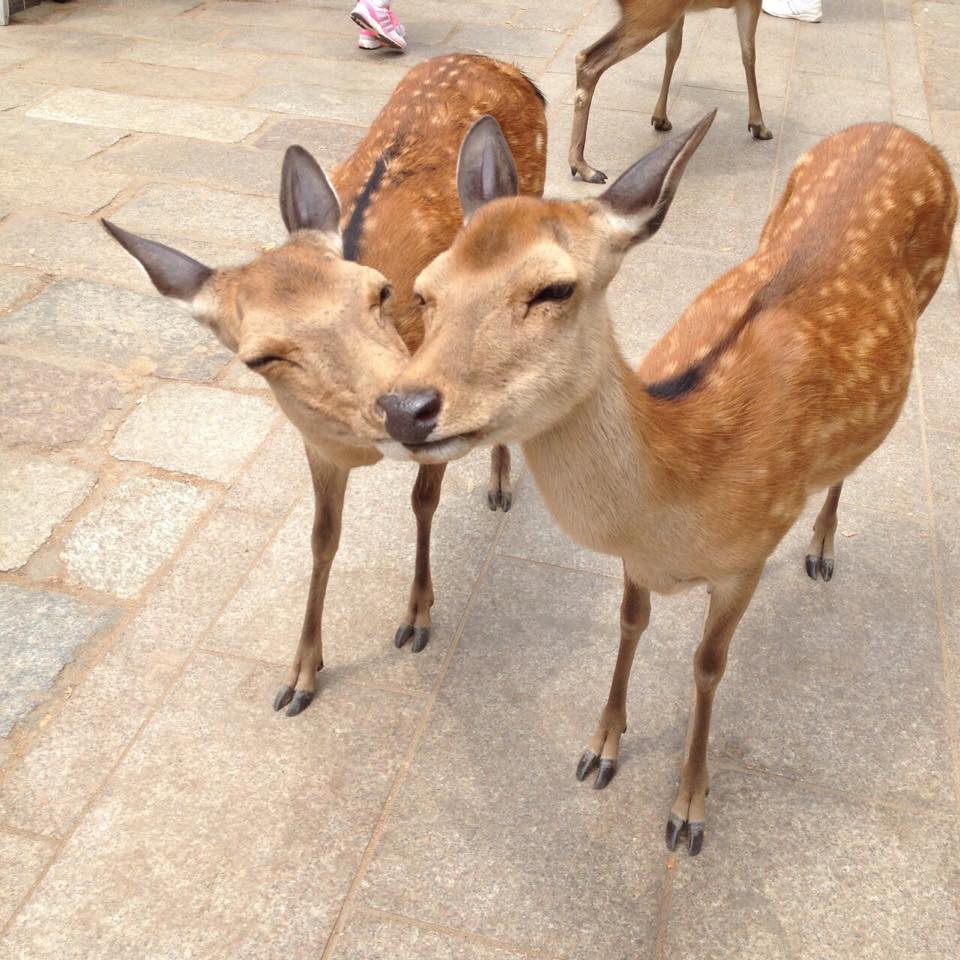Two spotted deer standing close together on a stone walkway