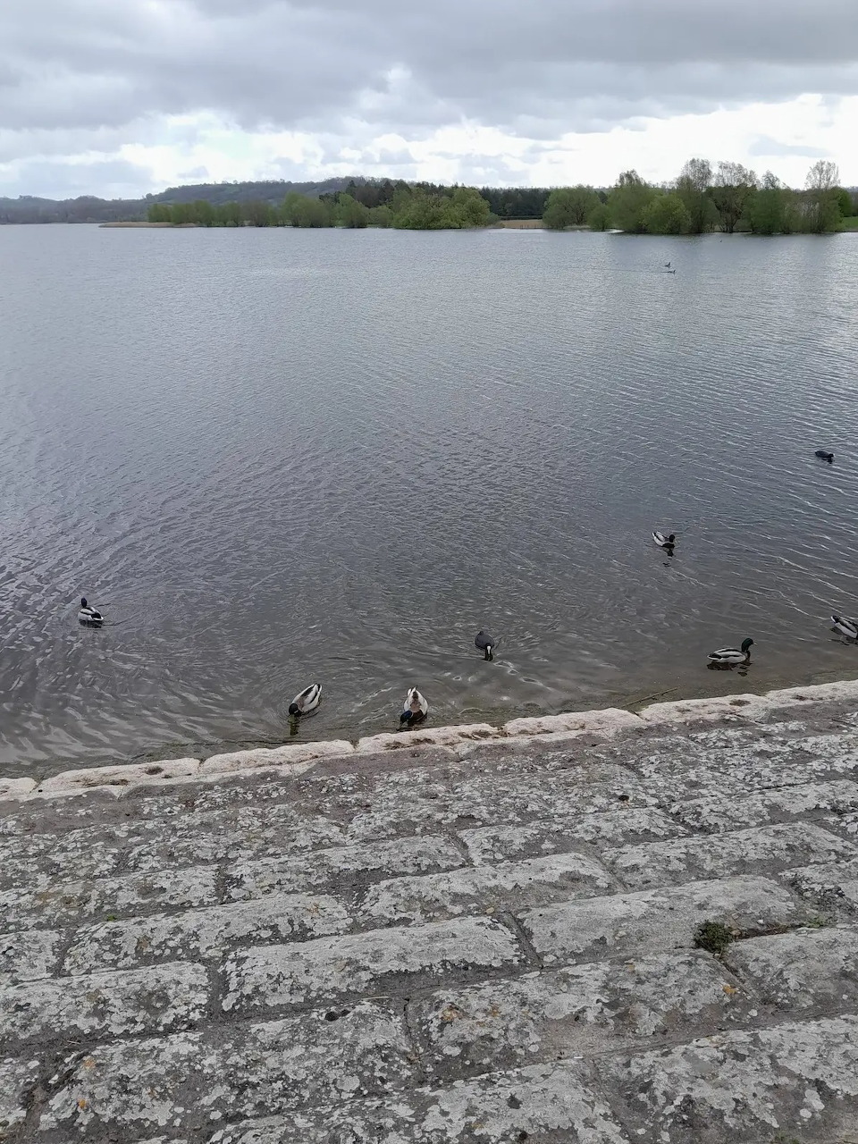 Ducks and waterbirds on a grey lake with tree-lined shore and cloudy sky, stone slipway visible in foreground