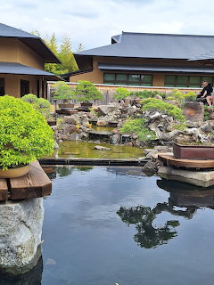 Peaceful bonsai garden with pond, small trees displayed on stone pedestals, traditional Japanese landscaping