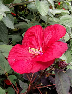 Large red hibiscus flower with visible stamen surrounded by green leaves in a garden