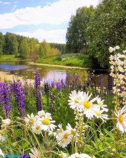 Summer Lake with Wildflowers