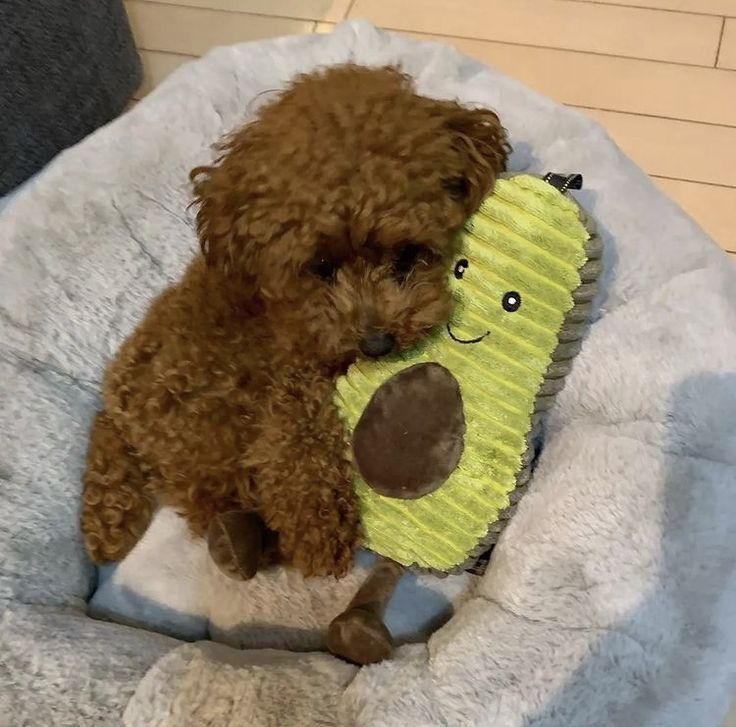 Brown Cavoodle puppy holding a green avocado plush toy in a grey dog bed