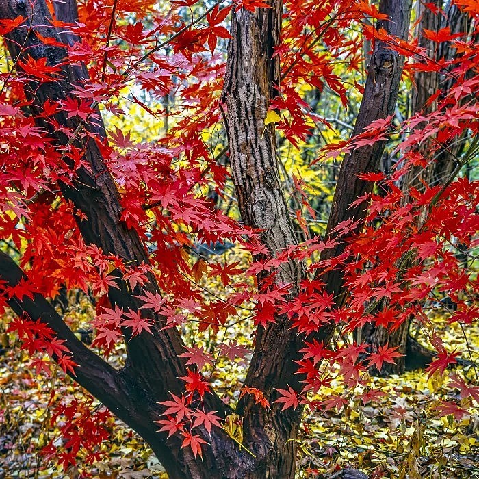 Close-up of a Japanese maple with bright red leaves and dark tree trunks