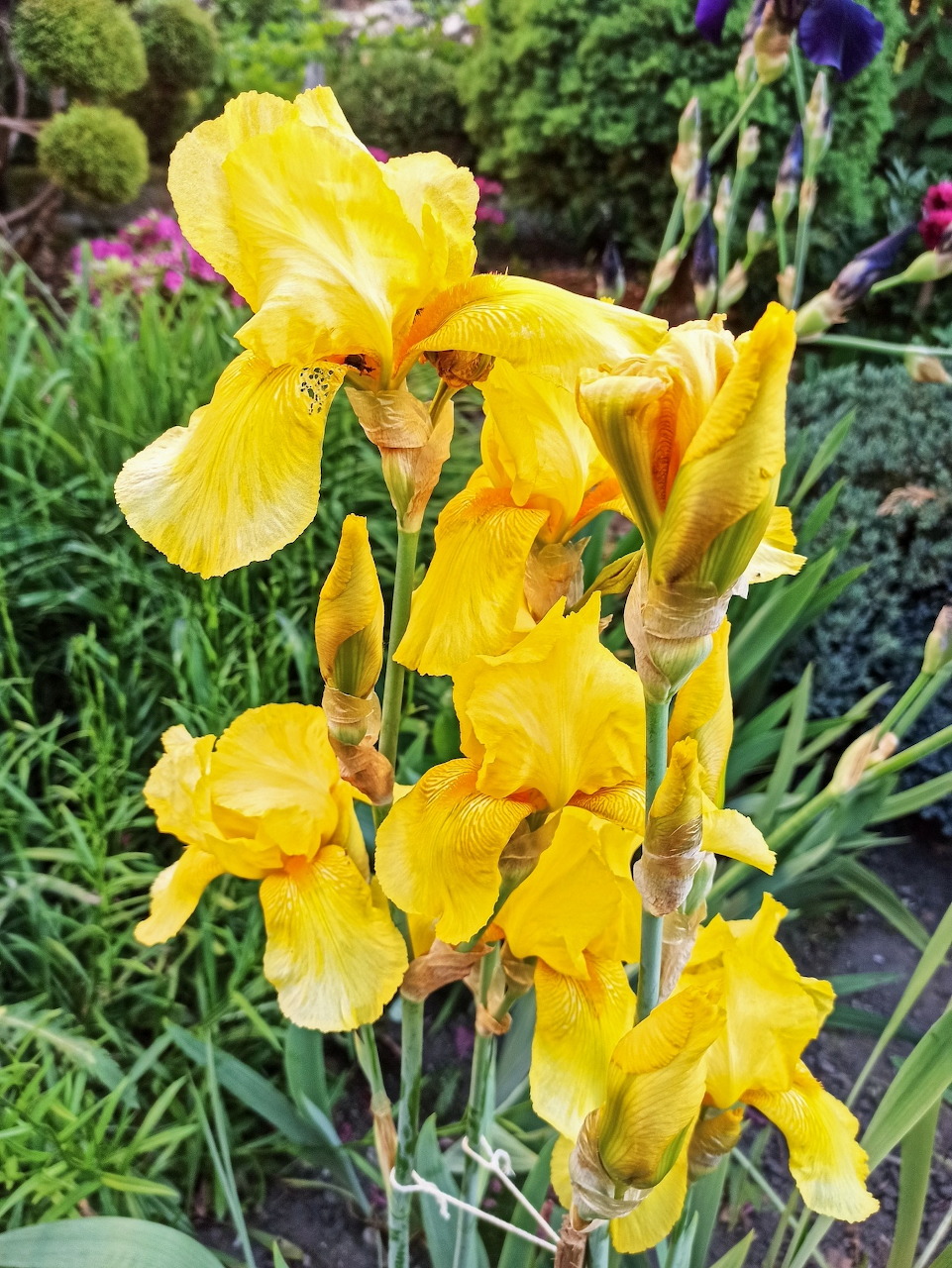 Cluster of vibrant yellow iris flowers bloming in a garden with green plants behind