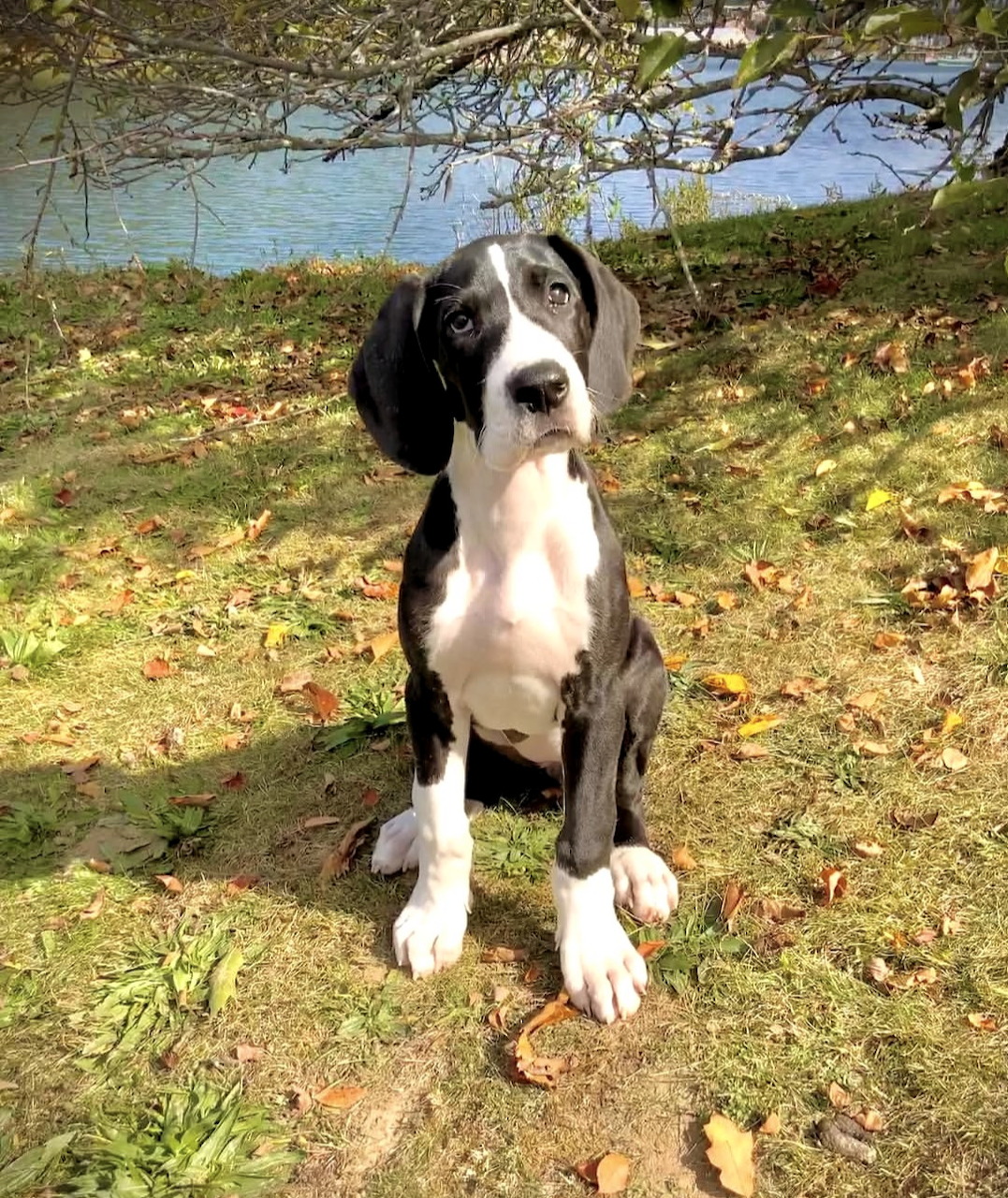 Tilly the Great Dane Pupy