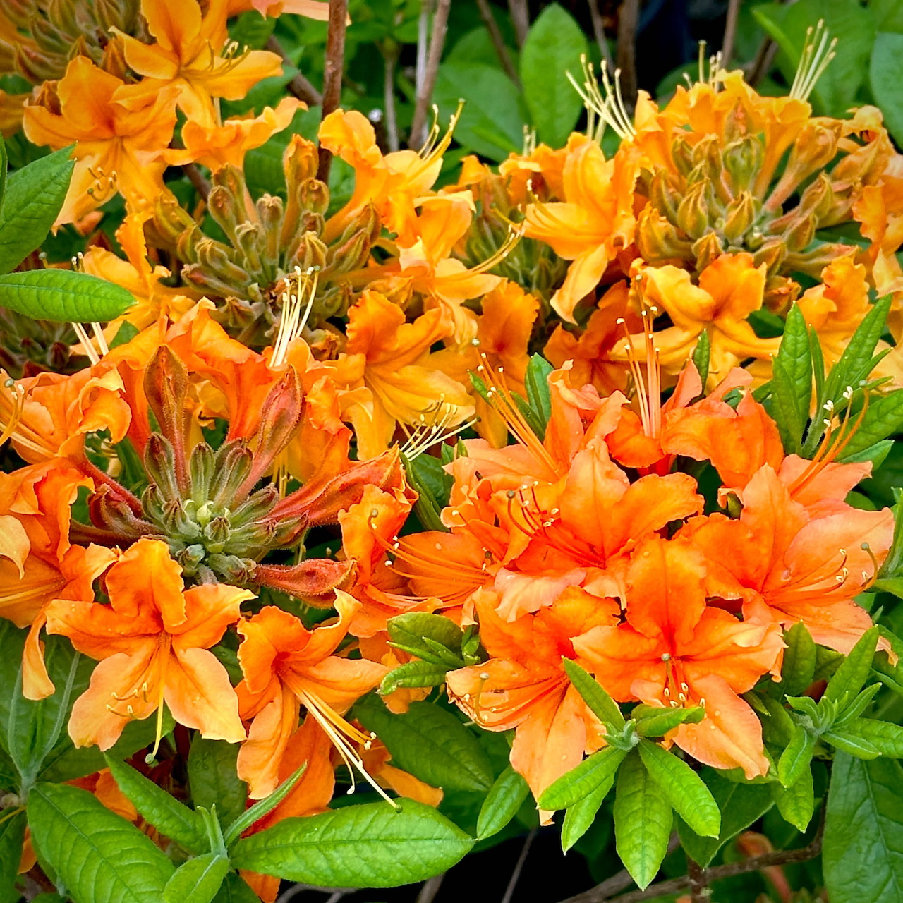 Cluster of bright orange azalea flowers with green leaves