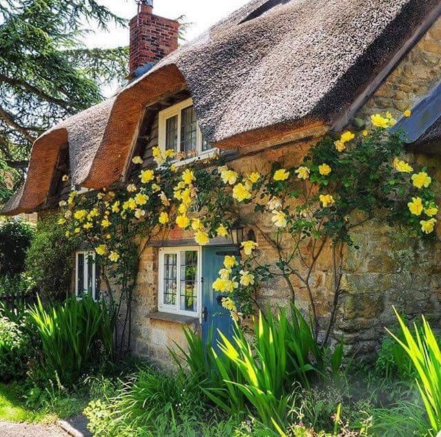 Stone cottage with thatched roof and yellow climbing roses in garden