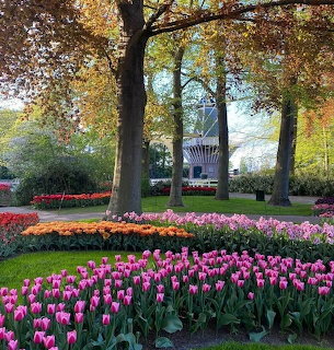 Tulip flower beds under tall trees with a windmill in the background
