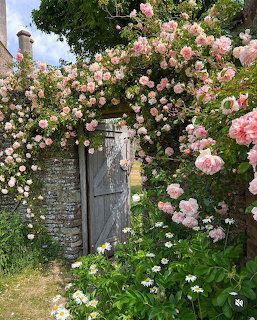 Old garden gate covered in pink climbing roses with white daisies below