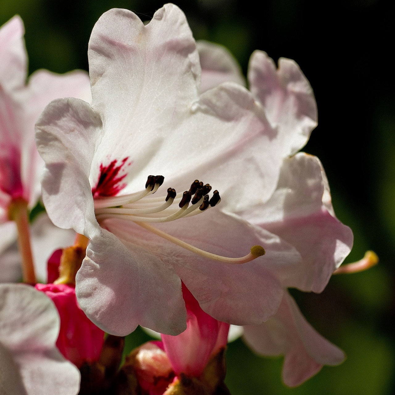 Close-up of a white rhododendron flower with dark stamens and pink petals