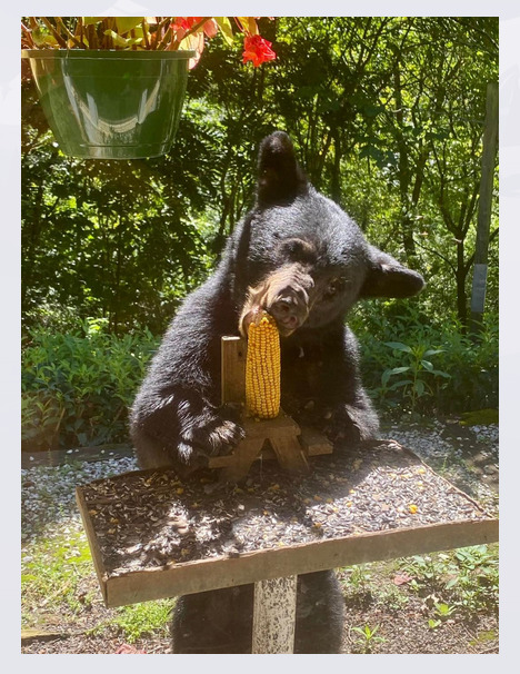 Black bear on wooden bench eating corn on the cob outdoors