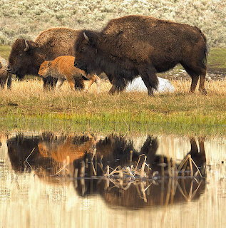 Adult buffalo and calf walking in grass beside water with their reflections