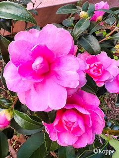 Close-up of bright pink camellia flowers bloming among dark green leaves