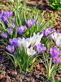 Purple and white crocus flowers growing in a garden bed with green leaves and brown soil