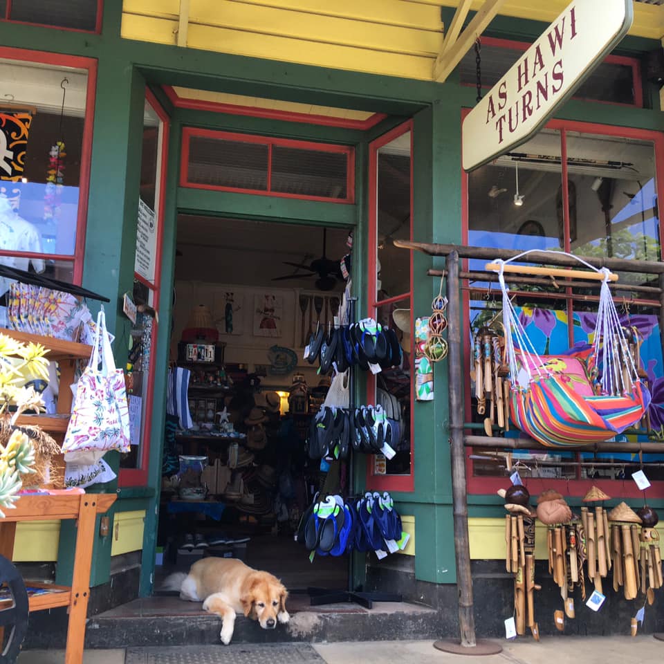Golden retriever lying at entrance of Hawaiian gift shop with colorful merchandise and hammocks